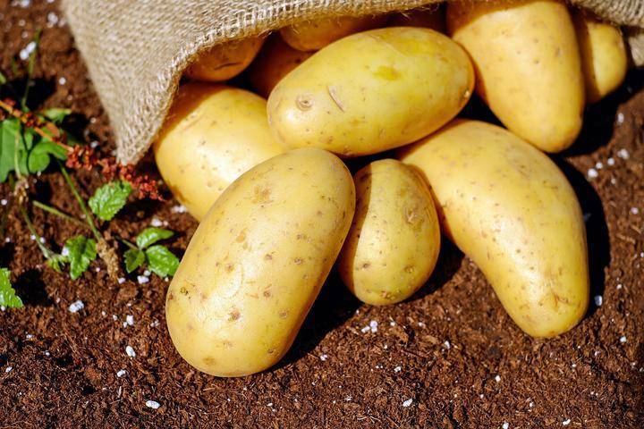 Расстояние при посадке картофеля: различные схемы высадки культуры