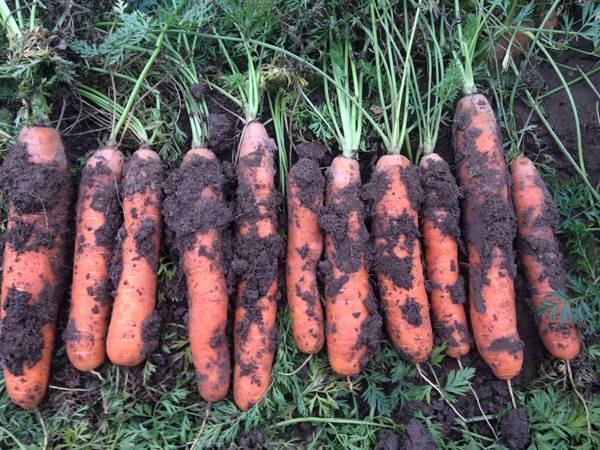Когда убирать морковь с грядки на хранение: сроки и правила
