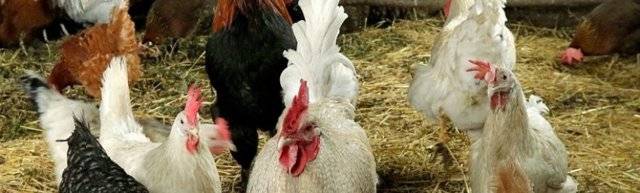 Мясокостная мука для кур: дозировка для несушек и цыплят, как давать