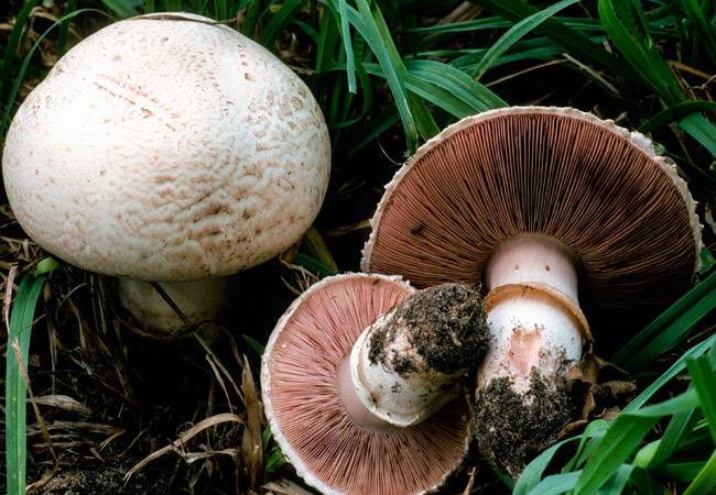 Как вырастить грибы на садовом участке: видео о выращивании в домашних условиях