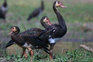Породы гусей: описание и разновидности