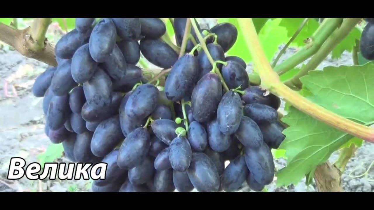 Урожайный сорт винограда велика: описание, отзывы, фото