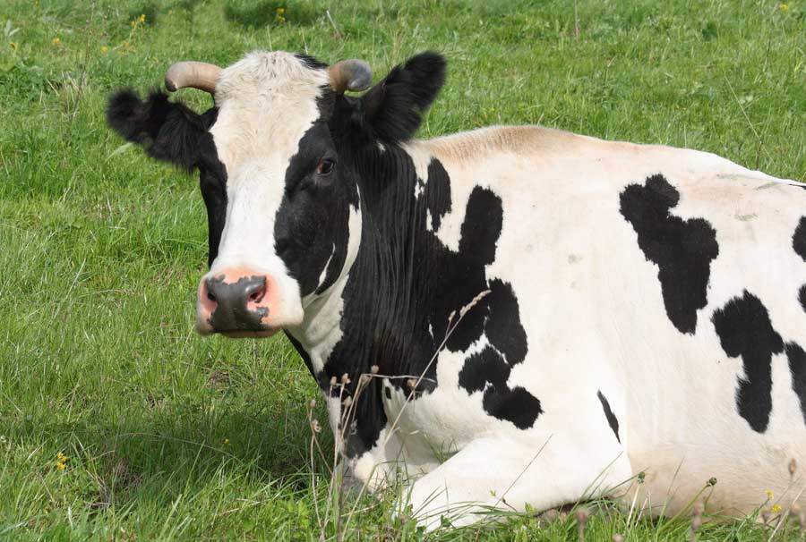 Совершенствование комплексных методов лечения эндометритов у коров