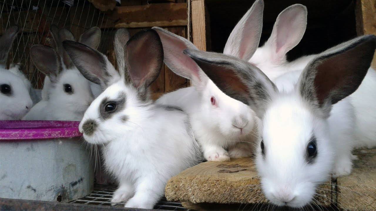 Болезни кроликов: их симптомы и лечение, фото