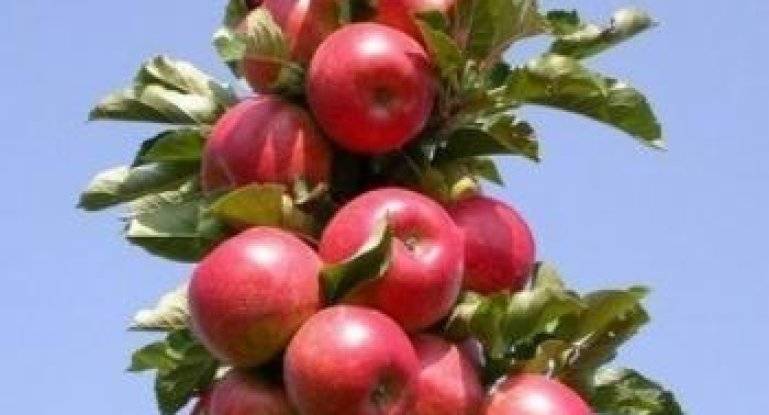 Яблоня колоновидная: выращивание, обрезка, сорта