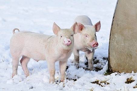 Украинская степная белая порода свиней – стандарты, откорм, содержание 2021