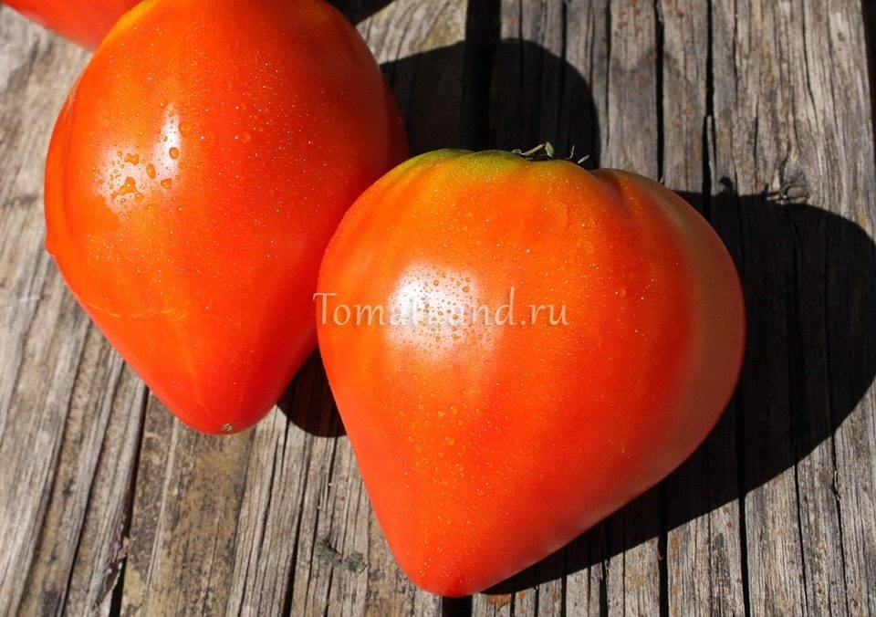 10 лучших сортов помидоров для открытого грунта