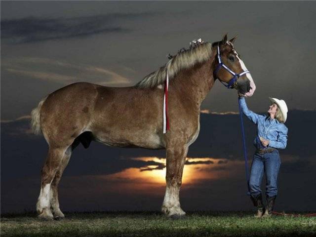 История происхождения лошадей першерон; развитие породы в россии