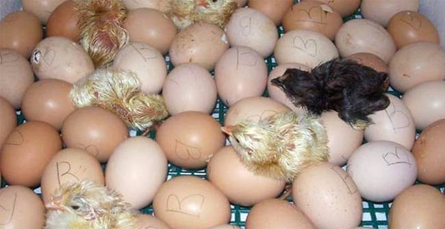 Цыплята вылупились в инкубаторе, и что делать дальше с суточными за новорожденными?