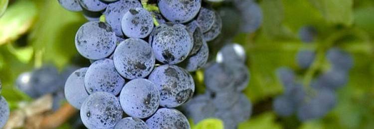 Описание сорта винограда левокумский, характеристики сорта, устойчивость к морозам