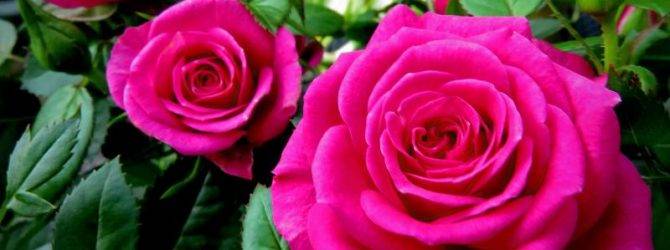 Подкормка роз весной, осенью, летом для цветения, в период бутонизации, удобрениями, дрожжами, калием, мочевиной, золой, борной кислотой
