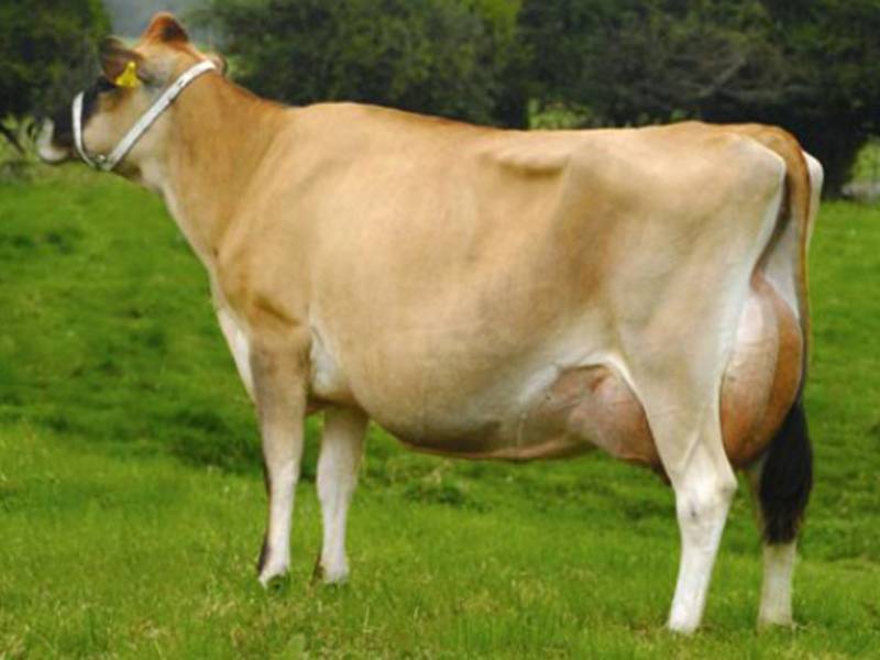 Породы коров: описание, список лучших, советы по выбору и обзор самых продуктивных пород коров (135 фото)