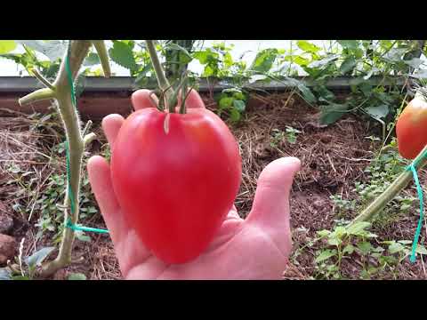 Выращивание томата орлиное сердце