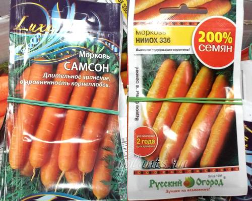 Посадка моркови под зиму: когда сеять, сроки, календарь