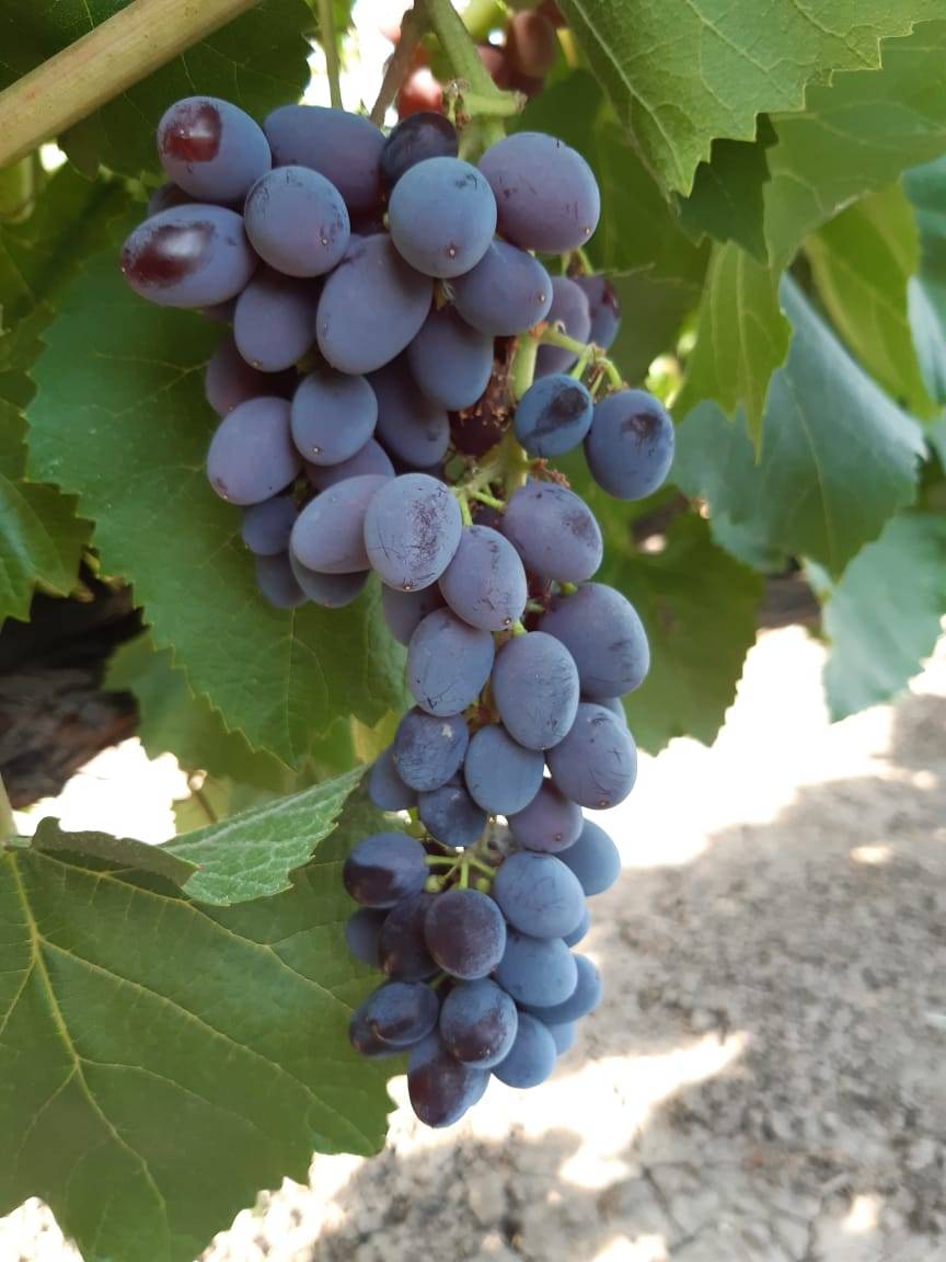 Виноград юпитер
