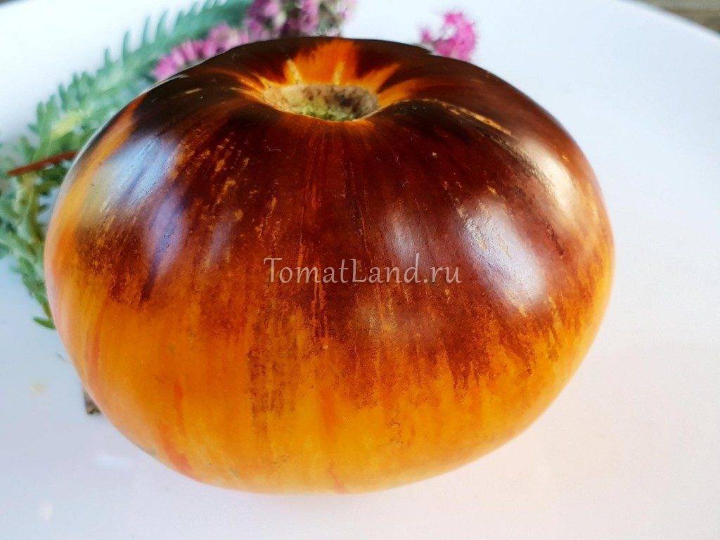 Описание сорта томатов бурракерские любимцы, отзывы об их урожайности