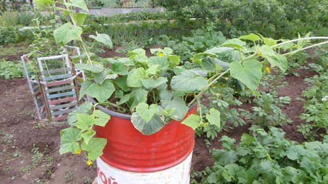 Как выращивать огурцы в бочках: пошаговая инструкция