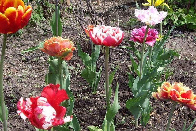 Когда сажать тюльпаны осенью: месяц, почва, глубина
