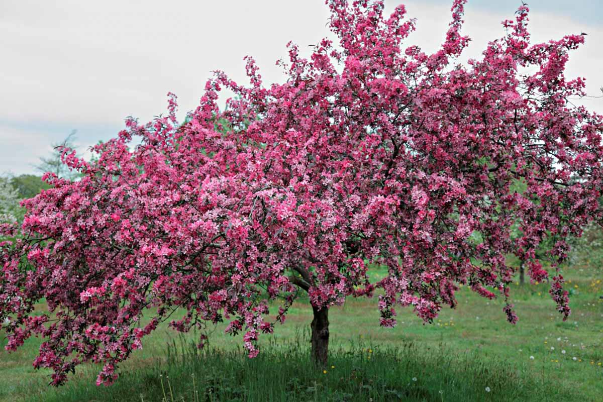 Декоративные яблони: сорта с красными листьями и розовыми цветами