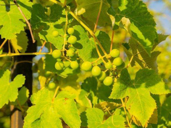 От чего и почему вянут листья у винограда