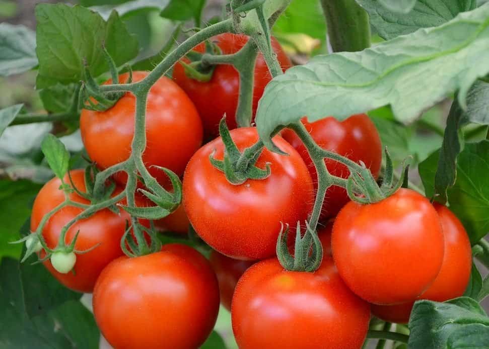 Какие удобрения вносить при посадке помидор