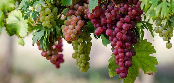 Сорта винограда для вина: список лучших сортов для виноделия. советы экспертов и обзор нюансов выращивания (видео + 140 фото)