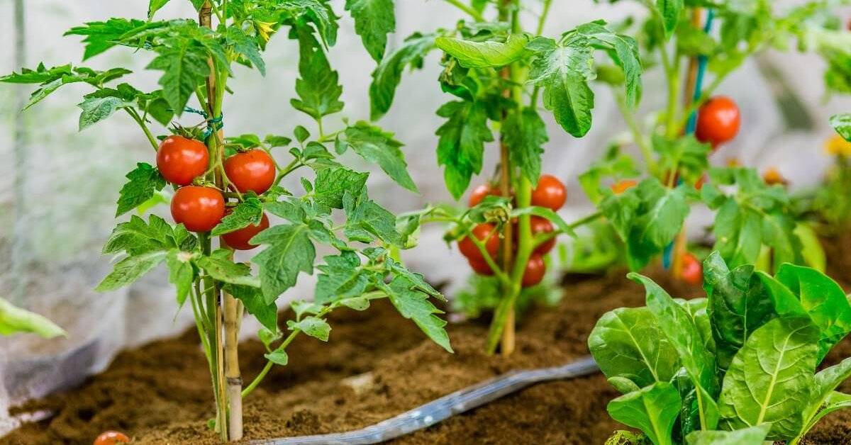 Как формировать кусты томатов в теплице: инструкция + видео