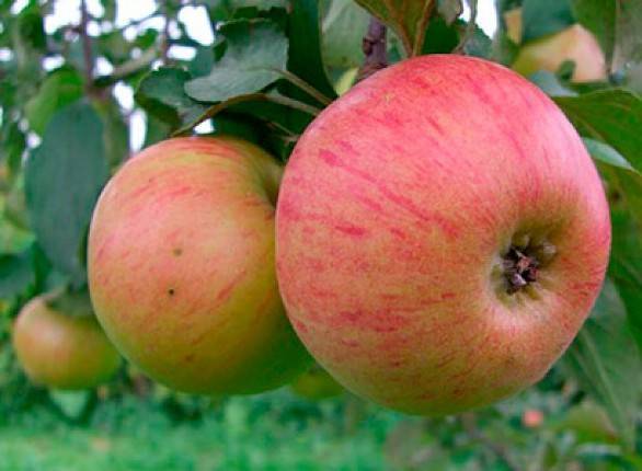О яблоне конфетное: описание и характеристики сорта, посадка и уход