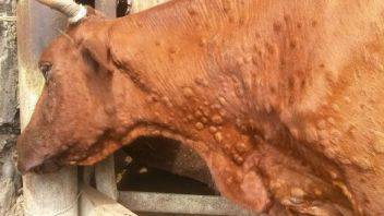 Чем нужно лечить суставы коров и телят - все о суставах