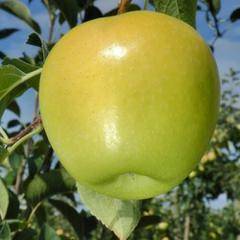 Сорт яблок «голден делишес»: характеристика, агротехника выращивания