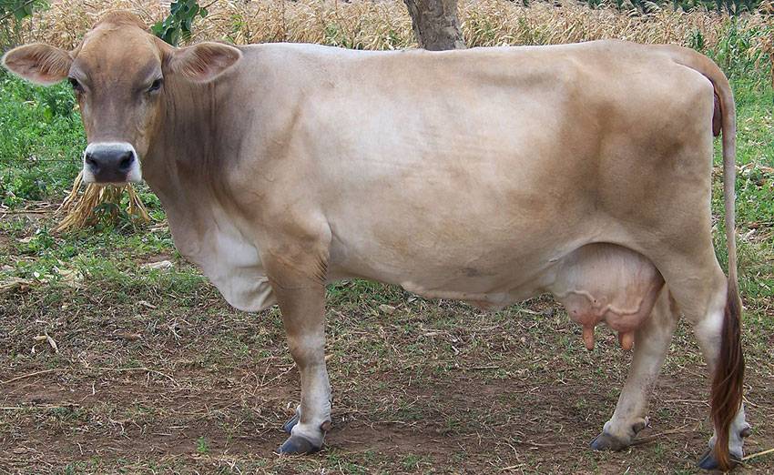 Холмогорское качество: порода выгодных коров