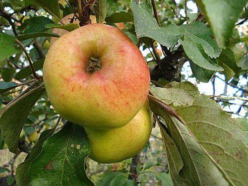 Сорта яблонь для ленинградской области: колоновидные, посадка