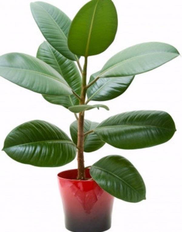 Топ-10 растений для озеленения офиса - hillford