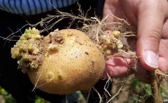 Профилактика и борьба с раком картофеля на дачном участке