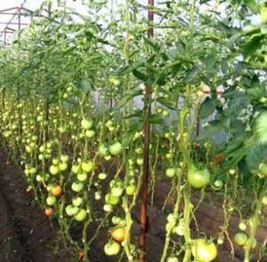 Пасынкование томатов в теплице: схема и видео как правильно пасынковать томаты в теплице