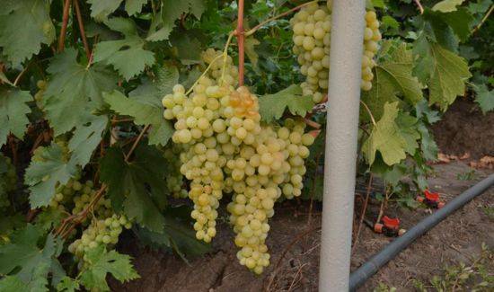 Всё о сорте винограда «виктор» от особенностей выращивания до фото и отзывов о нем