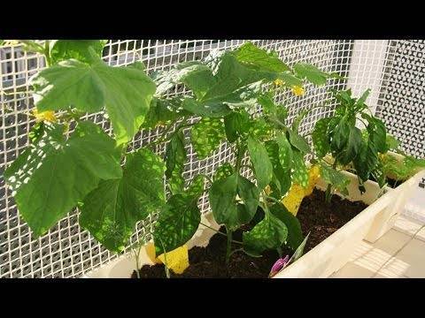 Как вырастить огурцы в квартире на подоконнике и получить достойный урожай