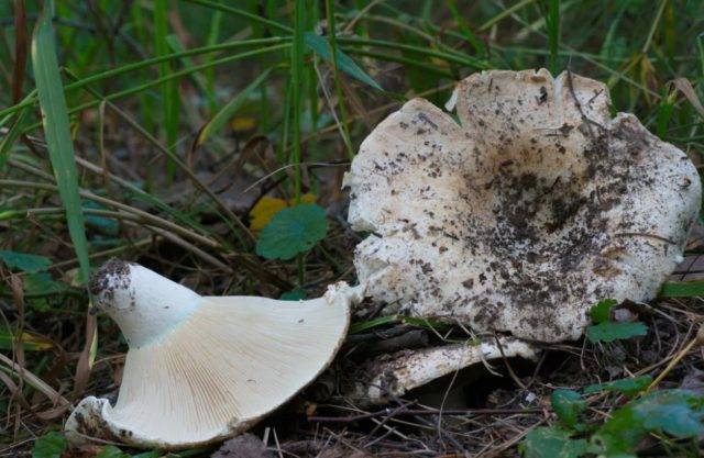 Грибы грузди — отличия от ложных грибов