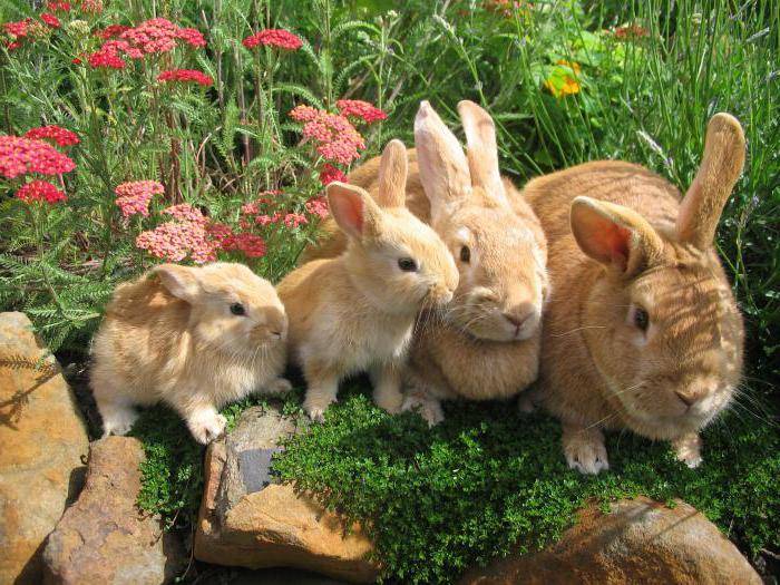Рыжий кролик: описание пород