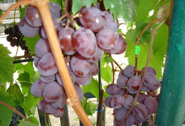 Сорт винограда виктория: характеристика и описание, преимущества и недостатки, вредители и заболевания