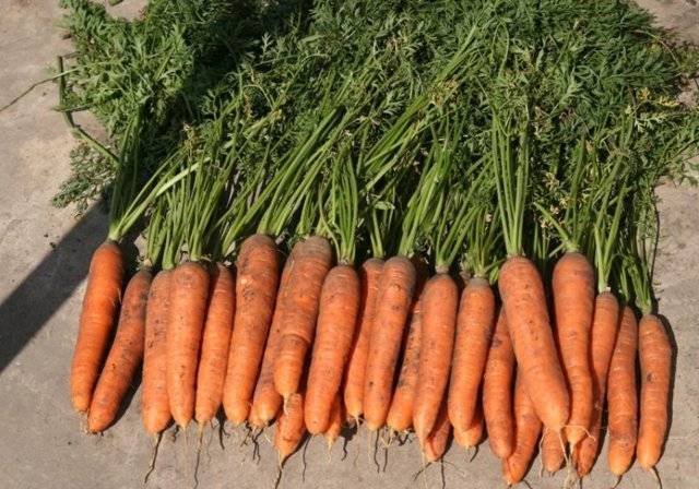 Морковь балтимор f1 описание фото отзывы - скороспел