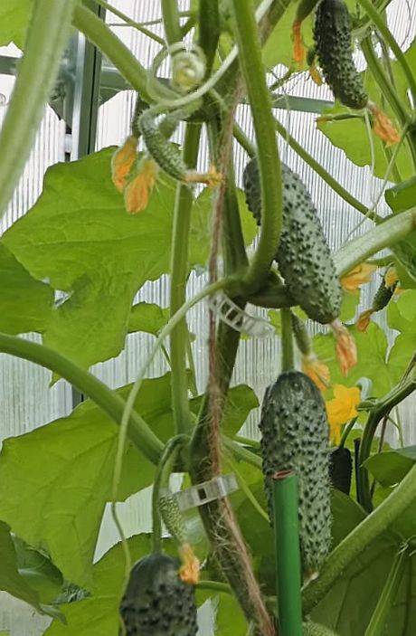 Огурцы шоша - описание сорта с фото, выращивание, отзывы о семенах и урожае