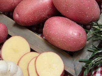 Самые урожайные сорта картофеля на сегодняшний день - в рассаде