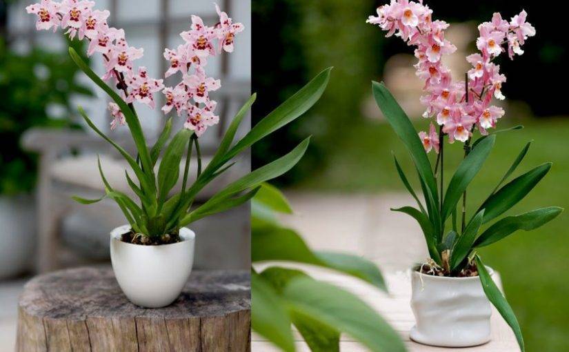 Размножение орхидей в домашних условиях с фото пошагово и видео: уход, полив, пересадка, вегетативное разведение детками и делением куста фаленопсиса, а также другие способы выращивания цветов дома