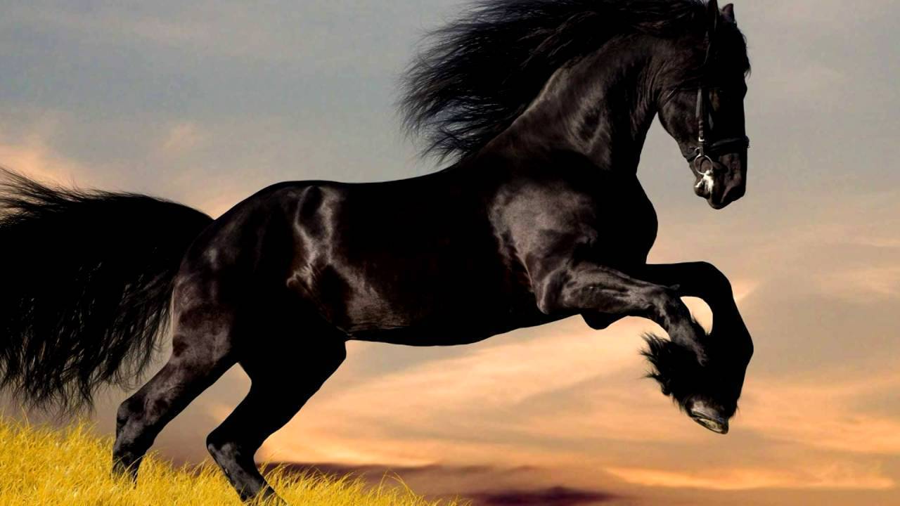 Фризские лошади: история, внешний вид, характер, уход, фото