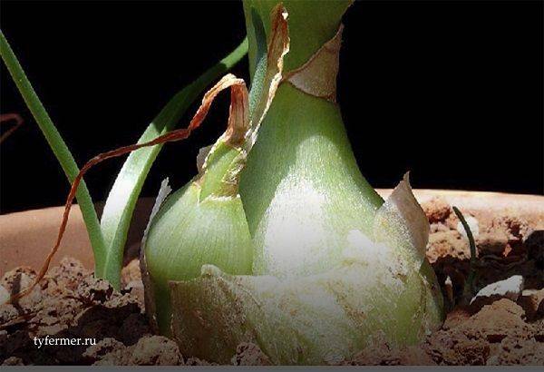 Лук душистый (китайский чеснок): выращивание из семян