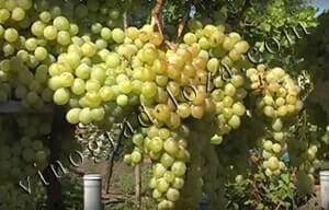 Виноград антоний великий - мир винограда - сайт для виноградарей и виноделов