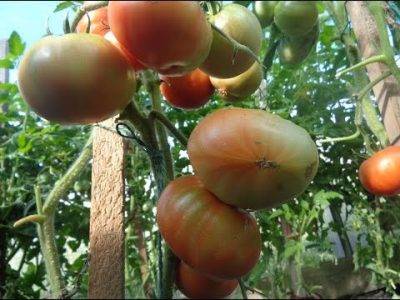 Помидоры высадили подмерзла что делать. правила реанимирования рассады томатов после заморозков