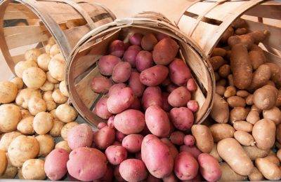 Как правильно хранить картофель в квартире и в доме