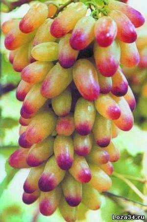 Виноград маникюр фингер: краткое описание сорта, краткая характеристика, особенности выращивания